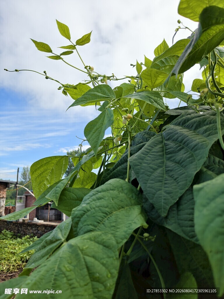 豆角