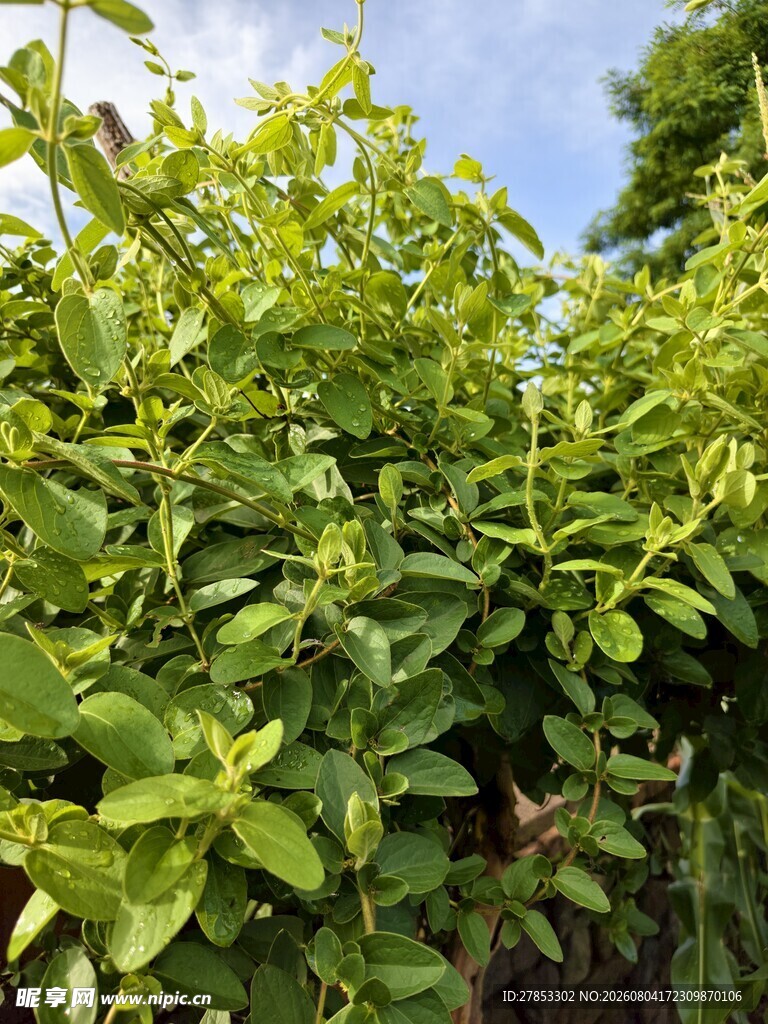 金银花