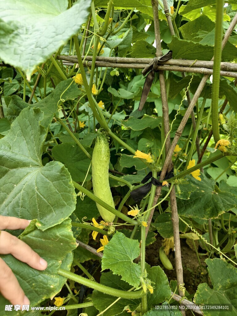 黄瓜