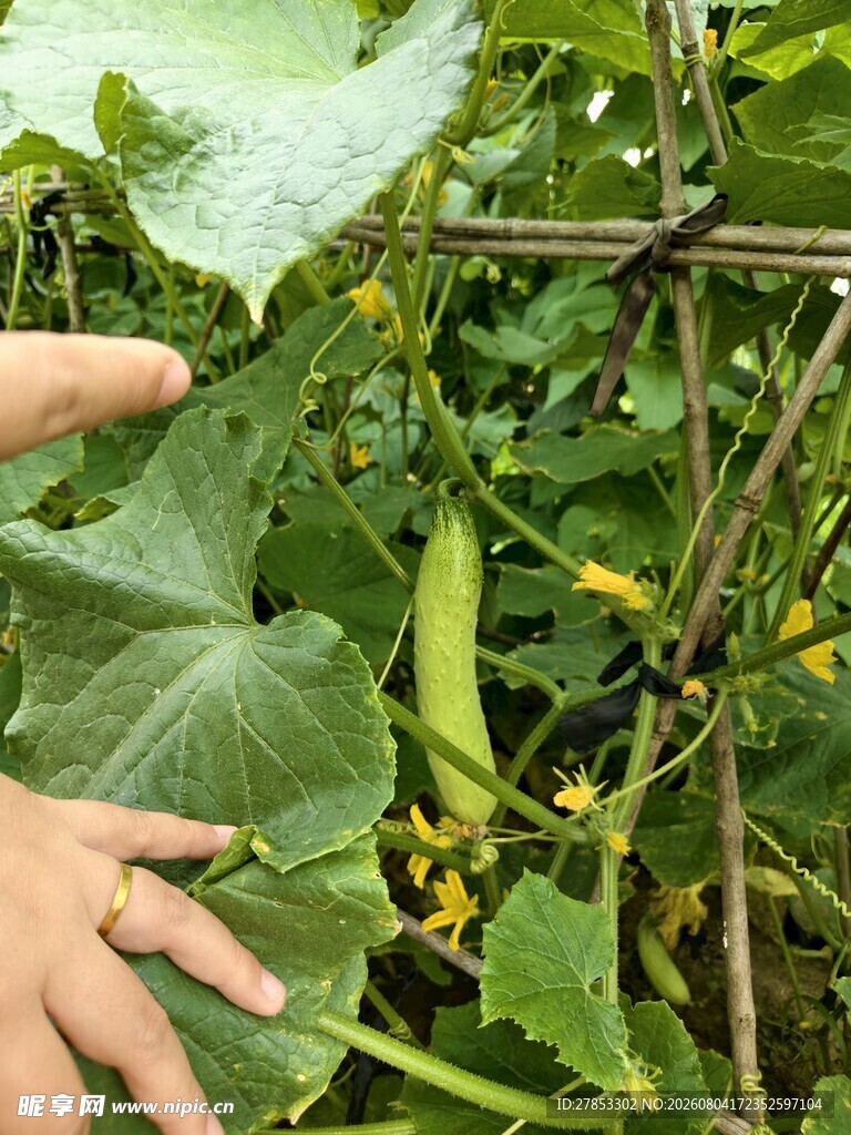 黄瓜