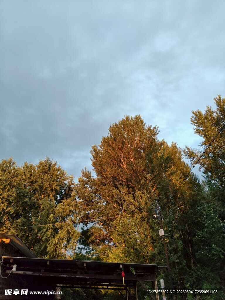 树