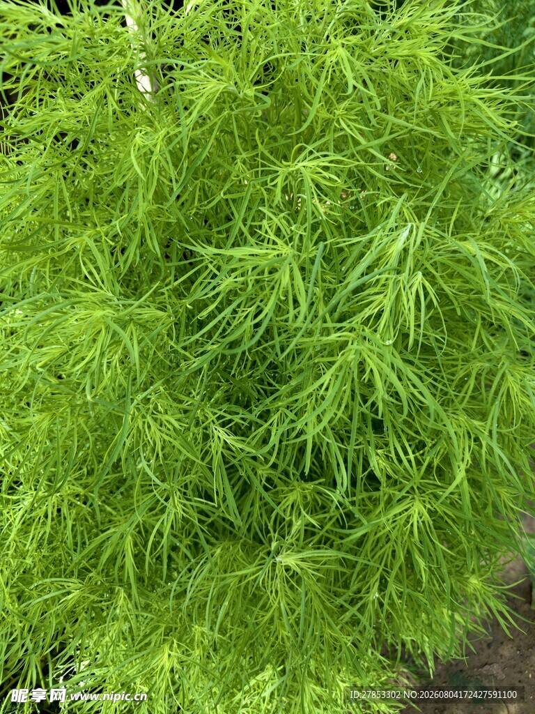 草