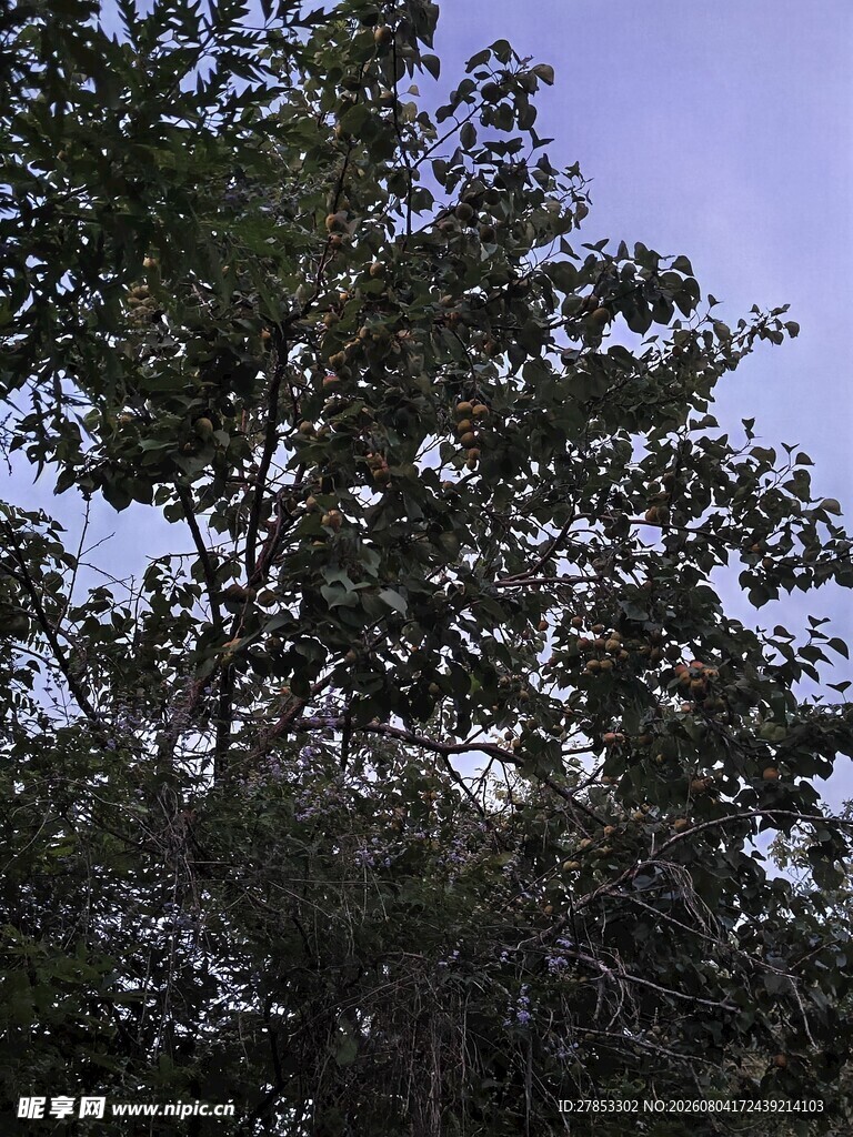 树