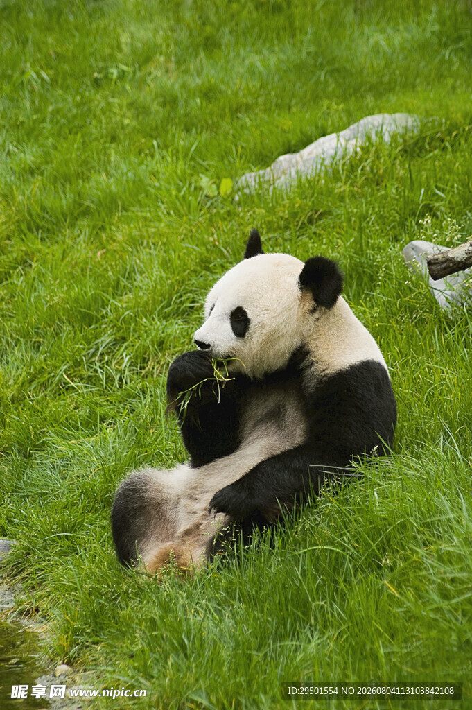 草地上悠闲的大熊猫