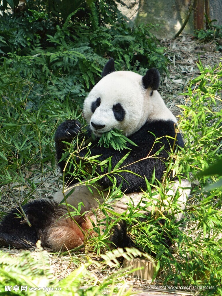 熊猫于绿植间悠闲进食