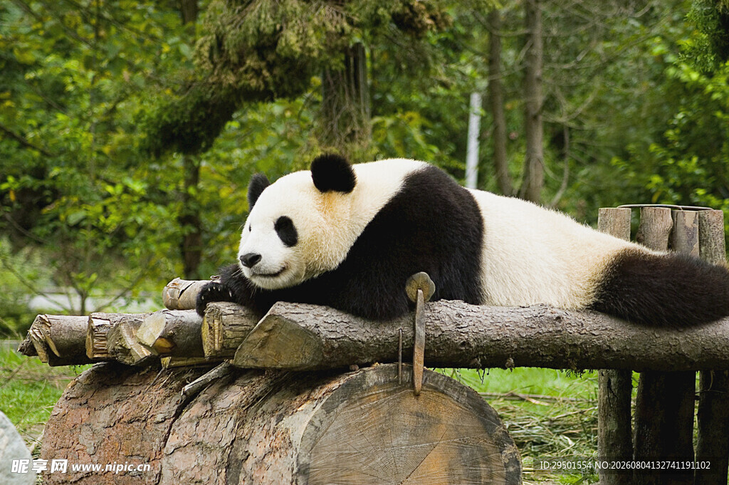 慵懒熊猫趴木休憩