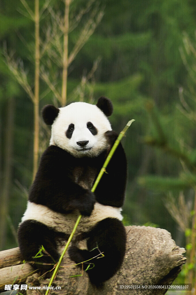 熊猫坐木持竹憨态可掬