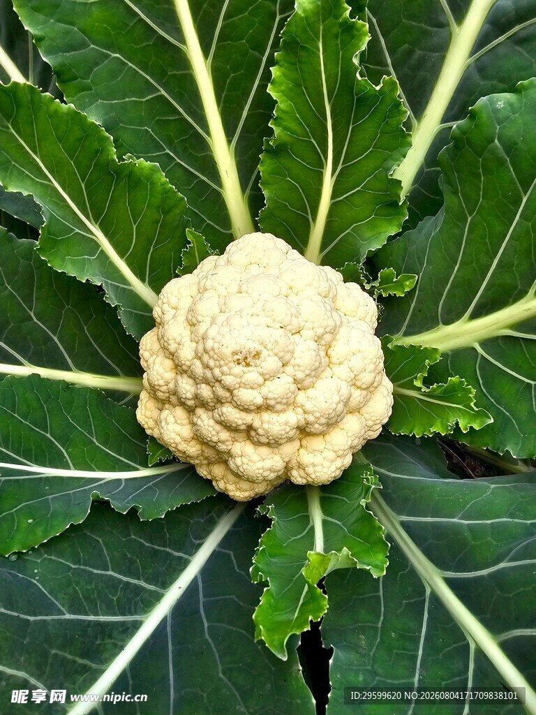 花菜  