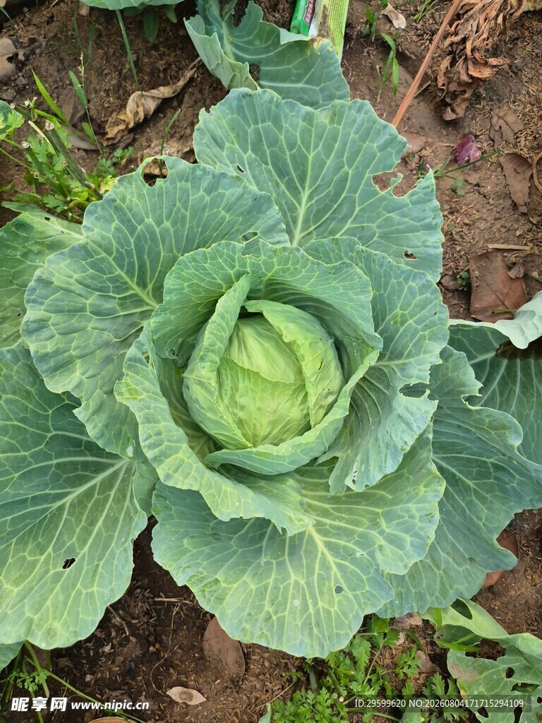 包菜 