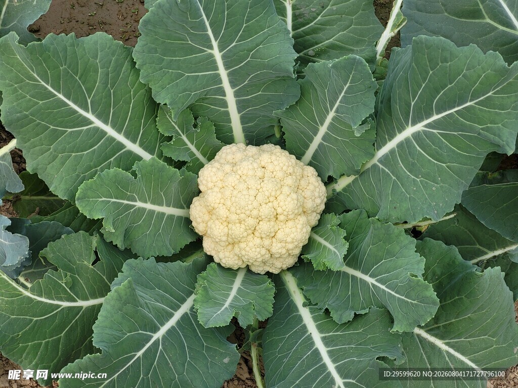 花菜  