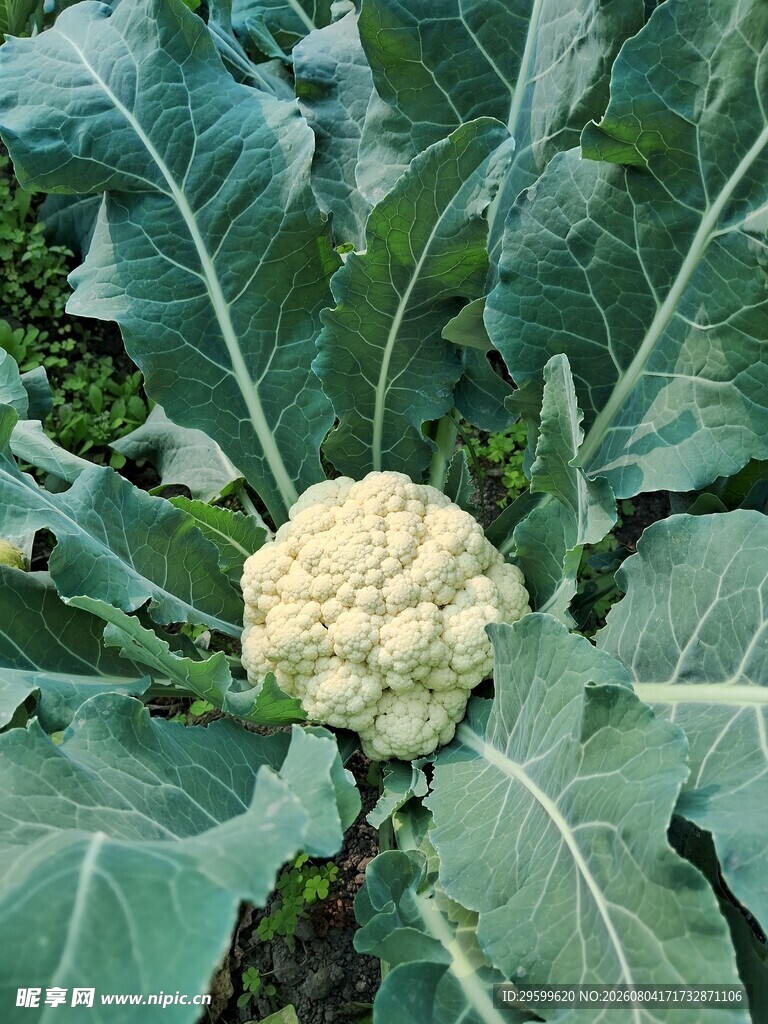 花菜  