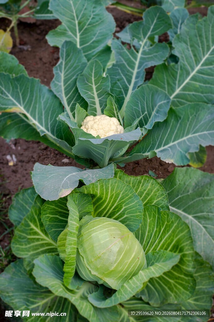  包菜 