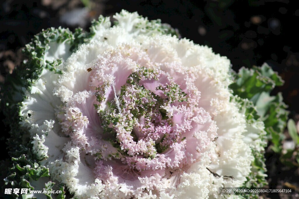 花菜  