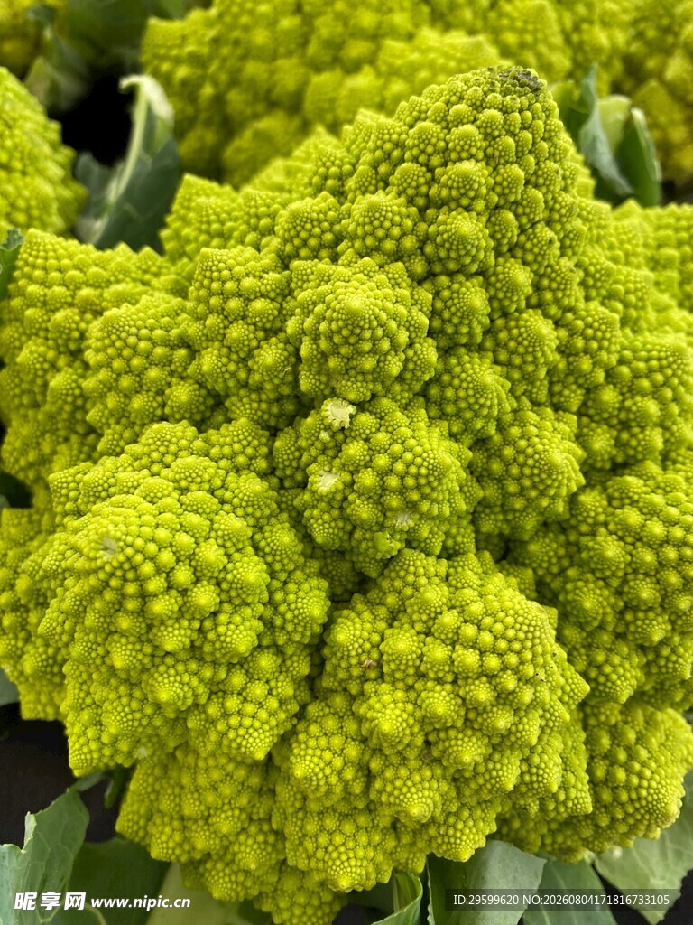 花菜 
