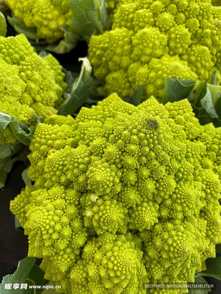 花菜  