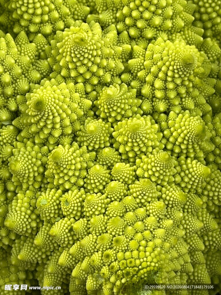 花菜  