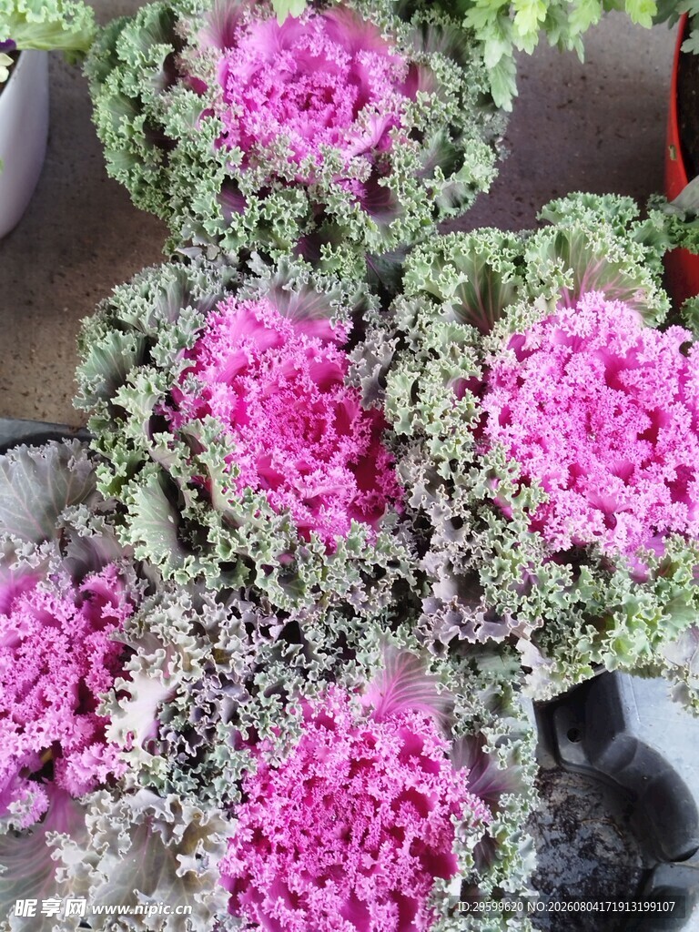 花菜  