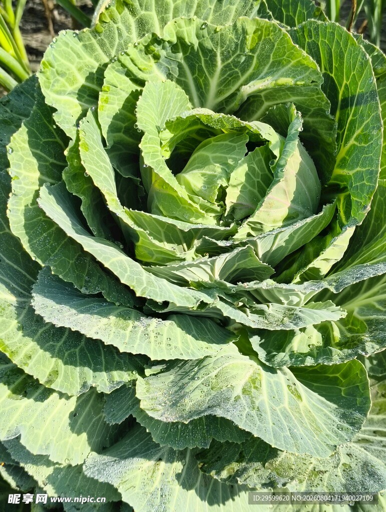包菜  