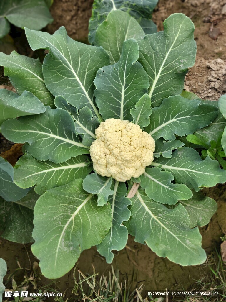 花菜  