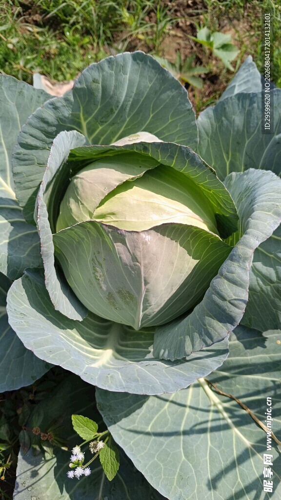 包菜 