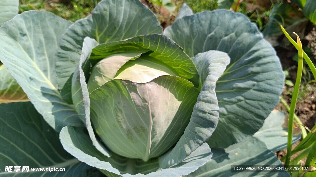 包菜  