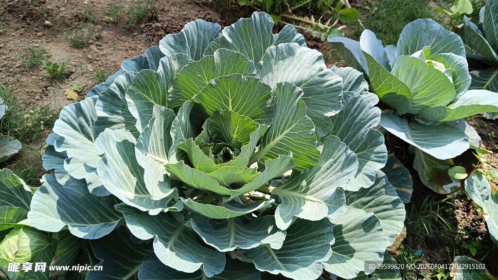 包菜 