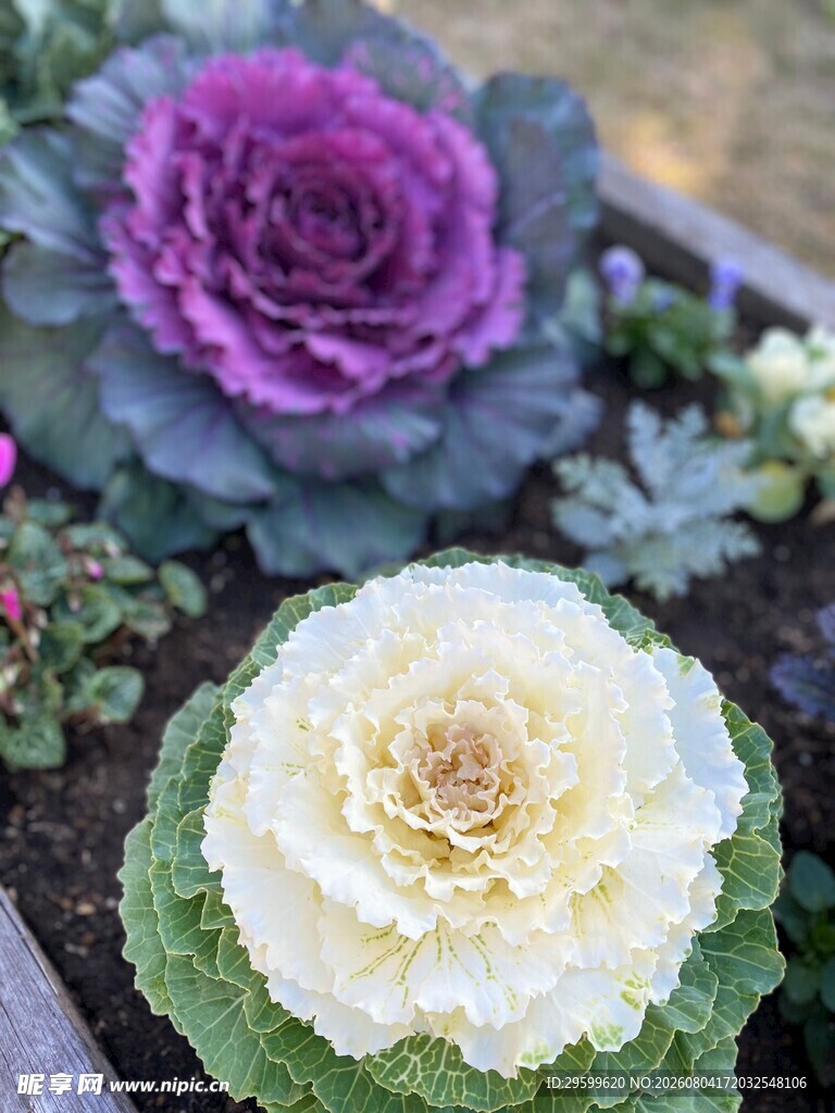 包菜  
