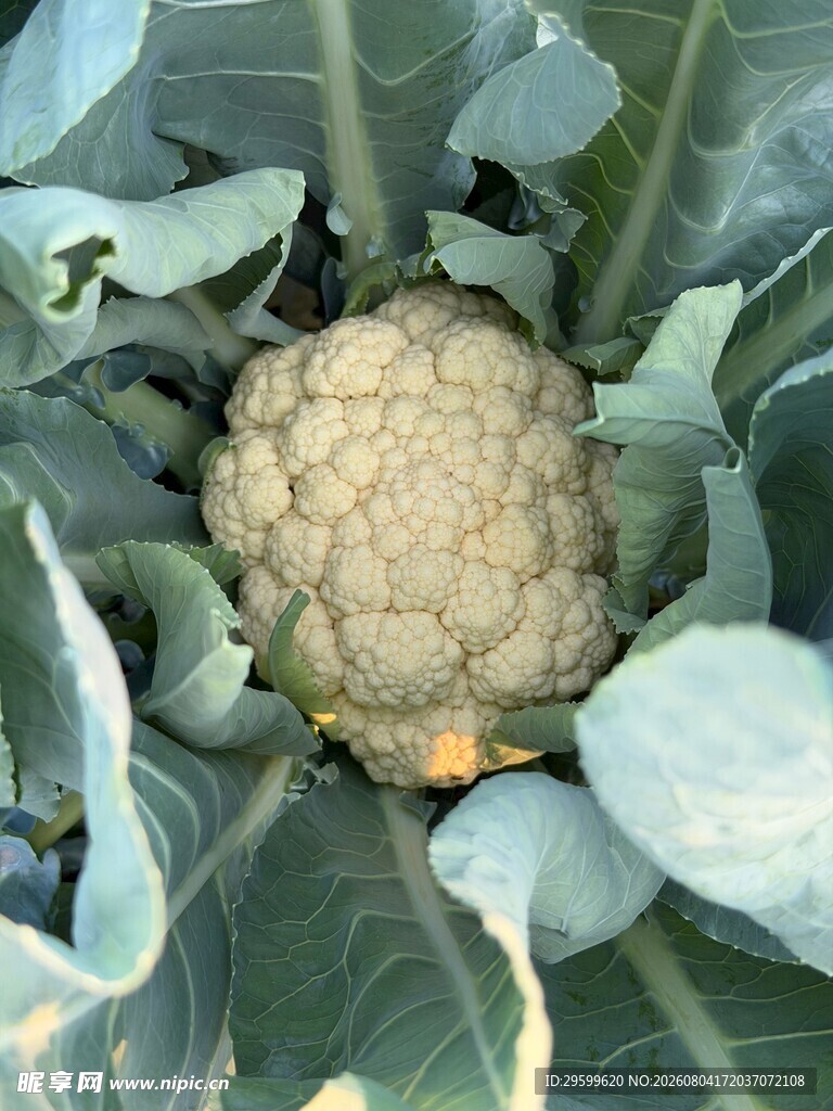 花菜  