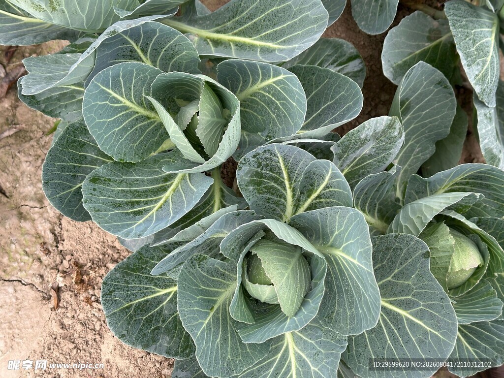 包菜  