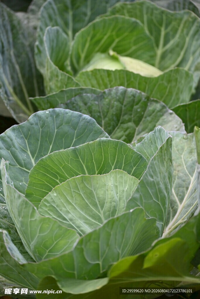 包菜 