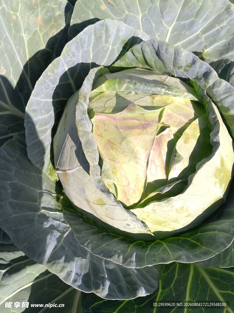包菜 