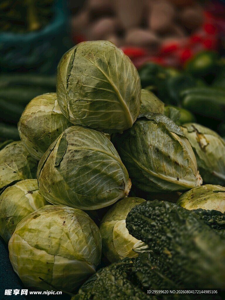 包菜  