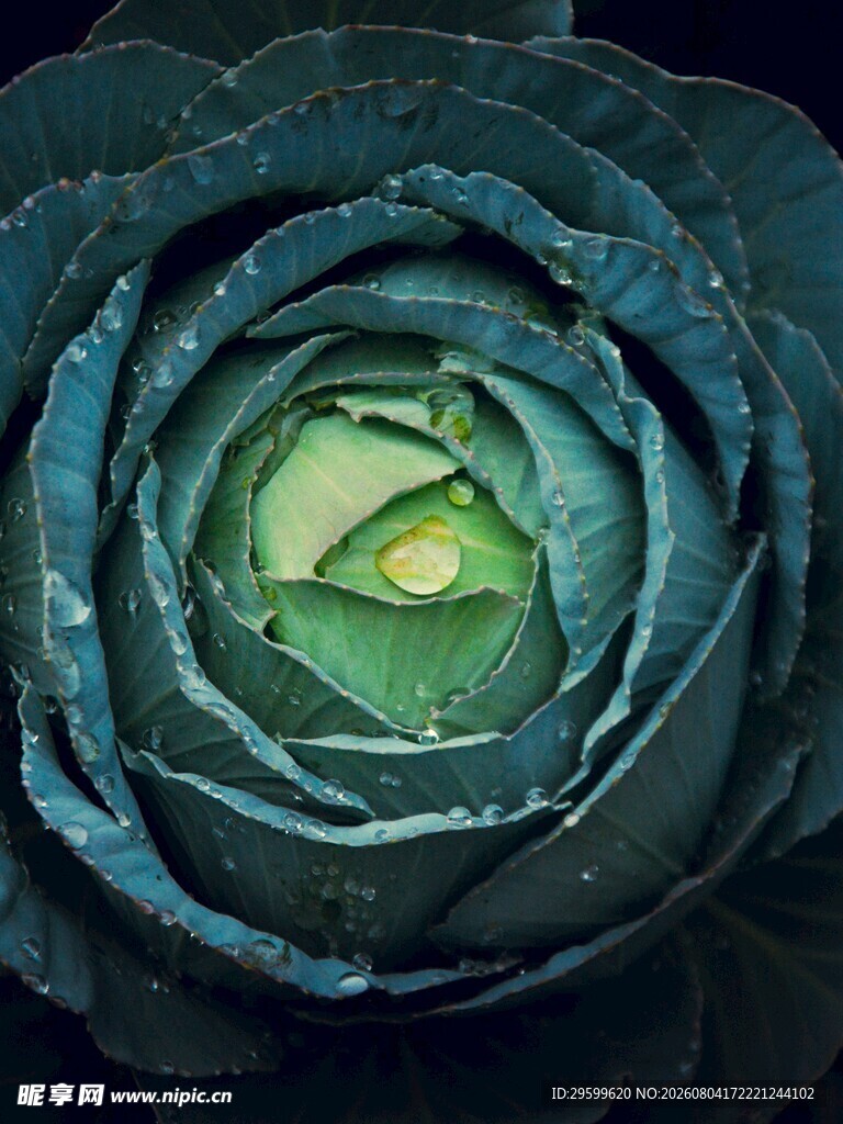 包菜  