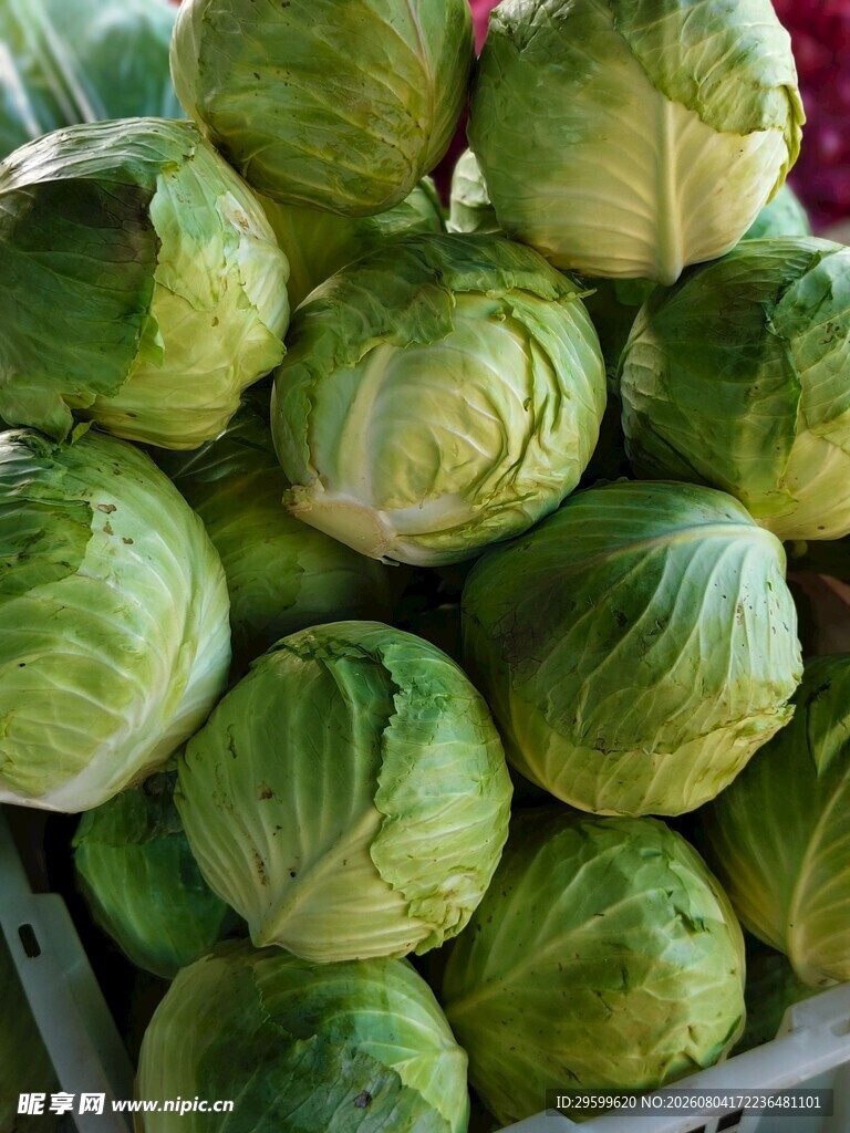 包菜 