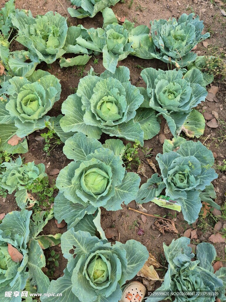 包菜  