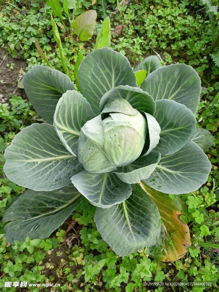 包菜  