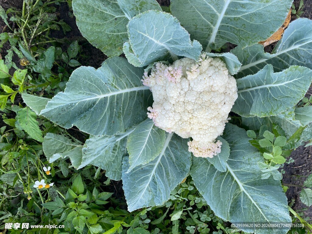 花菜   