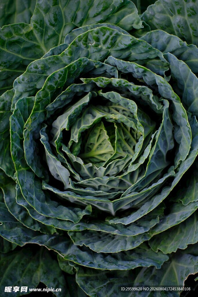 包菜 