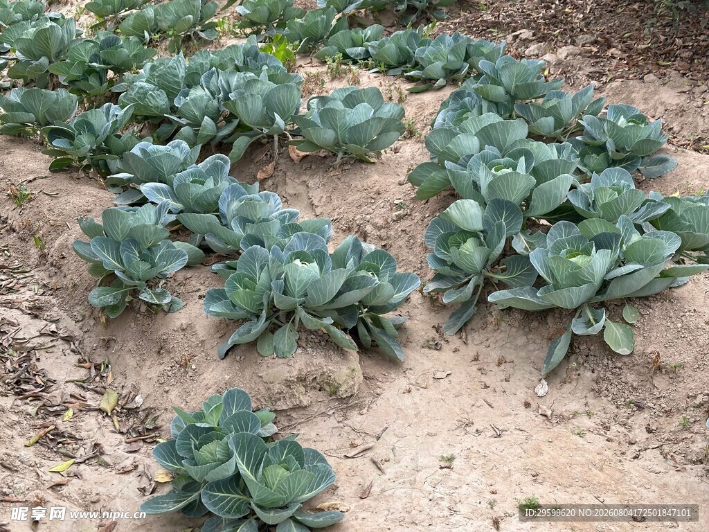 包菜  