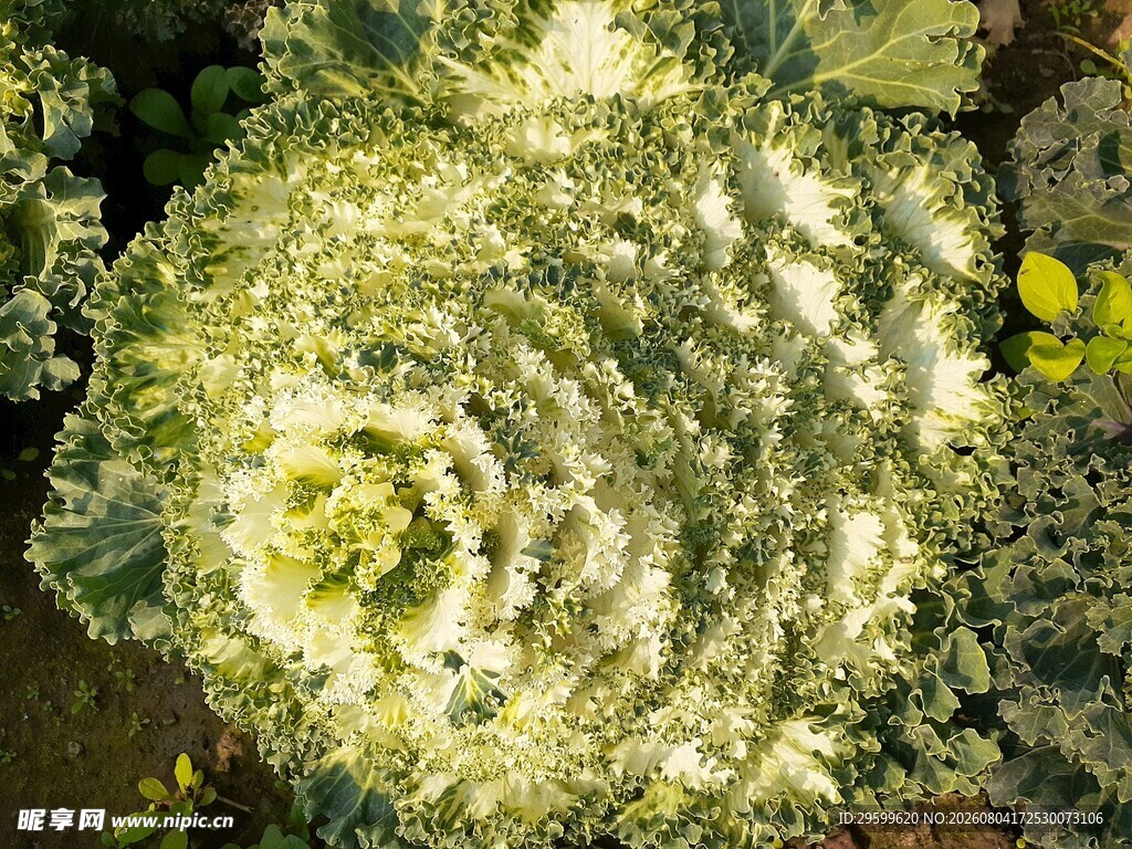 花菜  