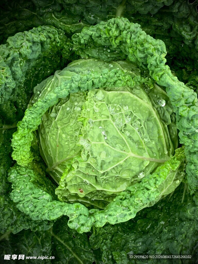 包菜  