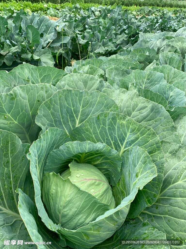 包菜 