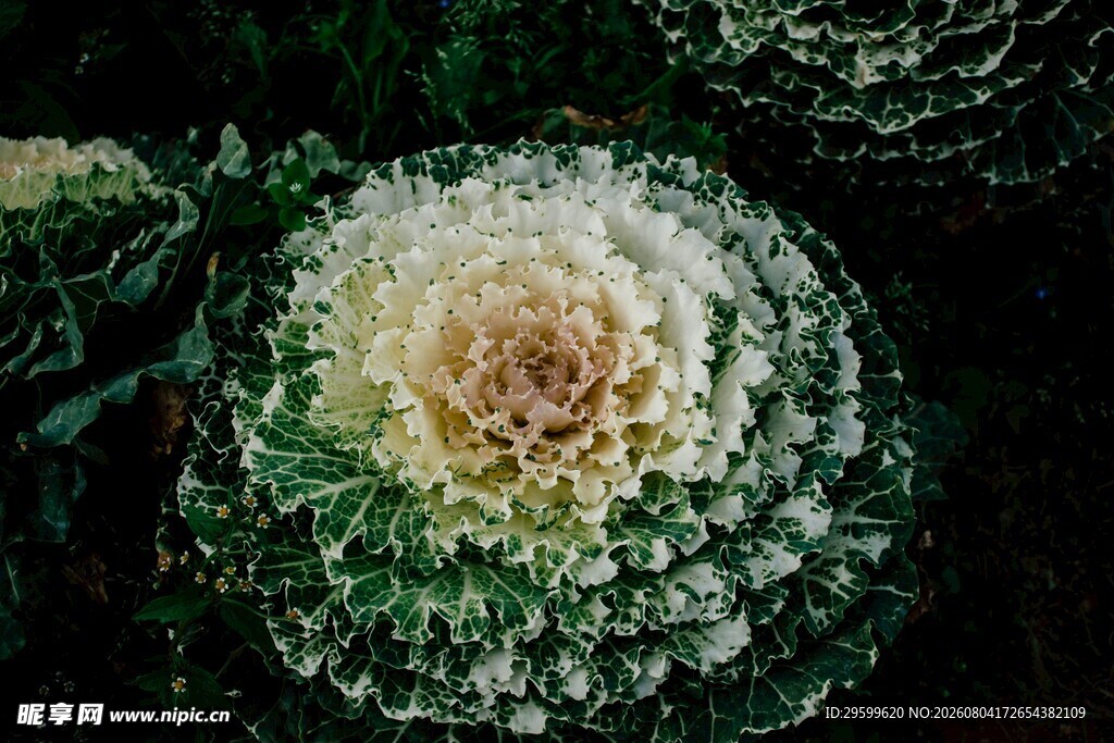 花菜  