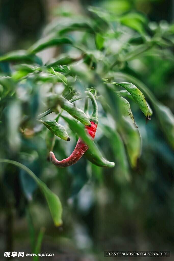 辣椒  
