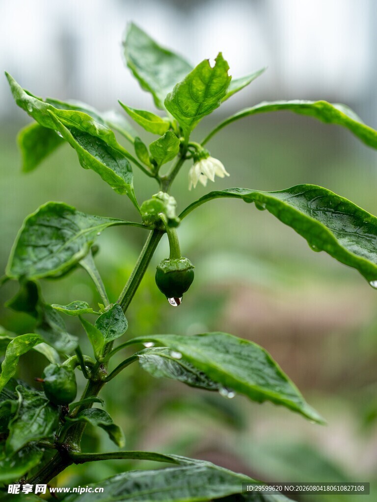 辣椒  