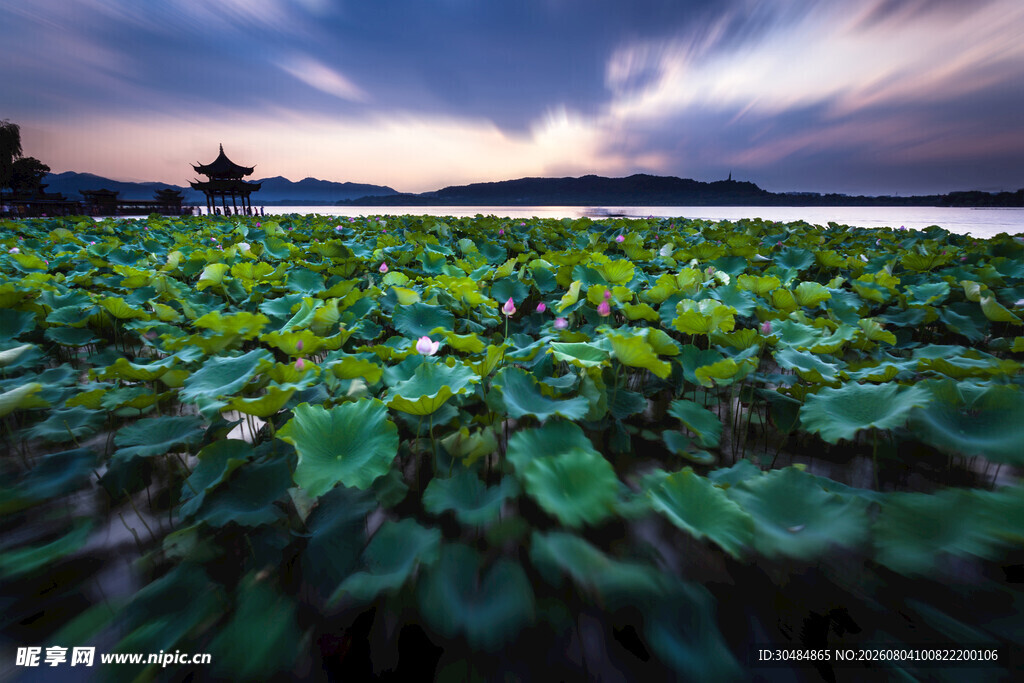 杭州荷塘暮色美景