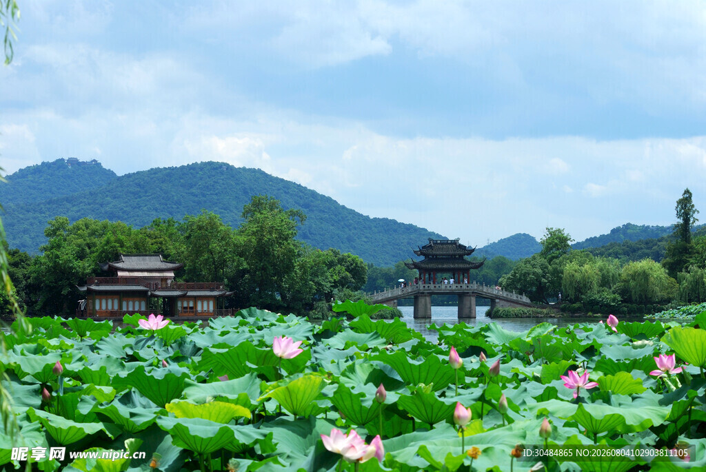 杭州西湖曲院风荷 