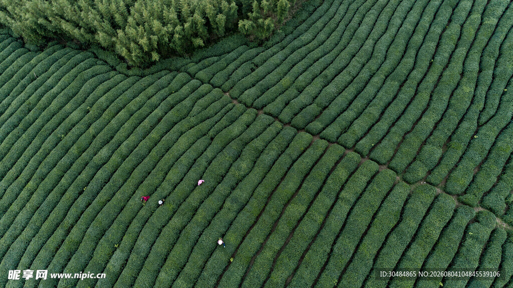 自然茶园茶叶采茶人