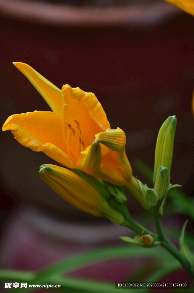 花萱草