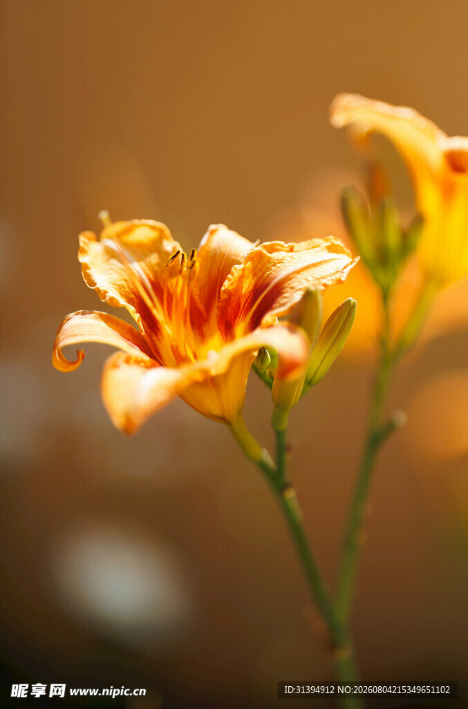花萱草